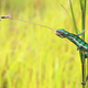 Image for article titled Those Adorable Animal Pics May Be Fake—and Cruel